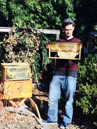 Bees on a honeycomb frame