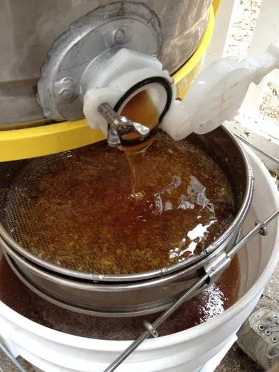 Beekeeping photo