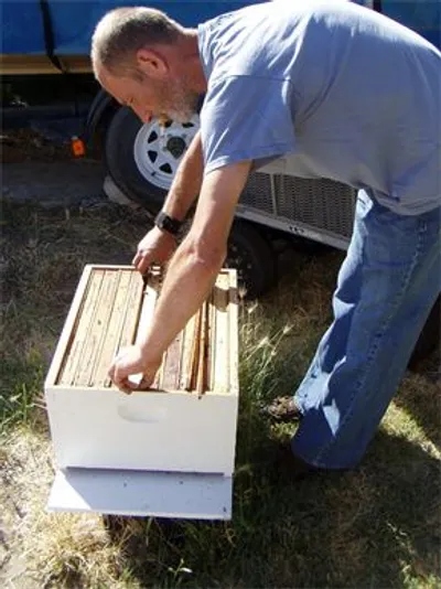 Marcin at the beehives